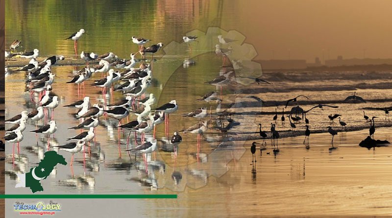 Migratory Birds Begin Flocking Into Pakistan's Coastal Areas