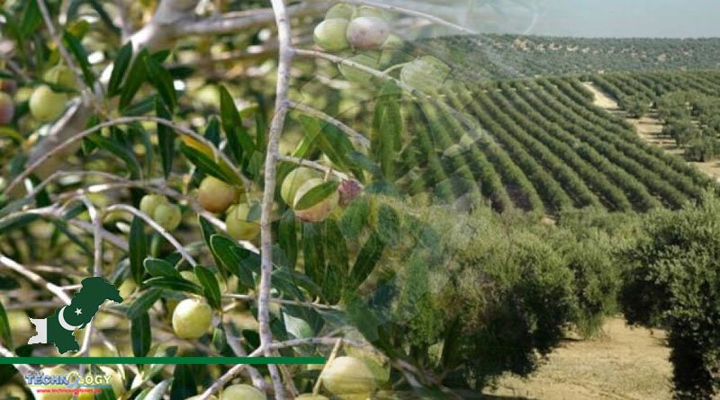 PARC Designs Training Program For Farmers, To Promote Olive Cultivation