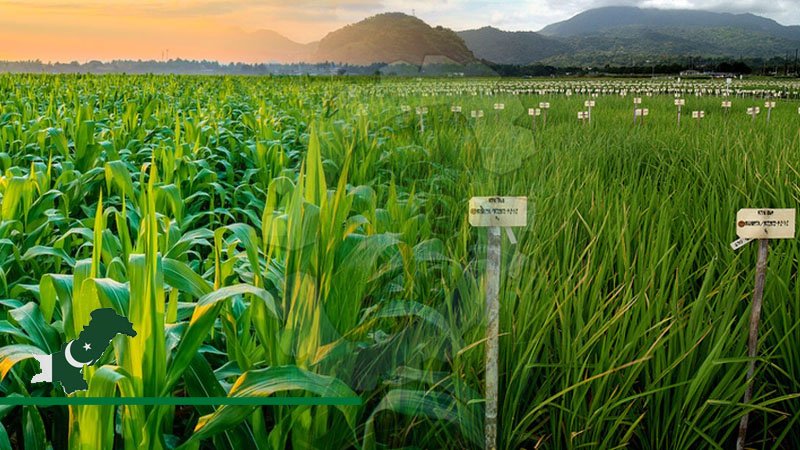 Agri Scientists Urged to Develop New Climate Smart Crop varieties