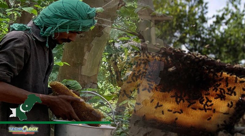 Pakistan Honey Production Records Historic High Thanks To China