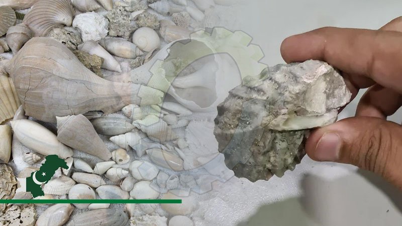 Invertebrate Fossils Collection Discover At Karachi's Coastal Line