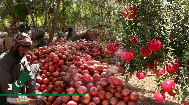 PK Needs Modern Cultivars To Increase Pomegranate Production