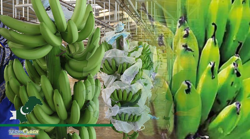 Pakistan Eagers To Collaborate With China On Banana Cultivation