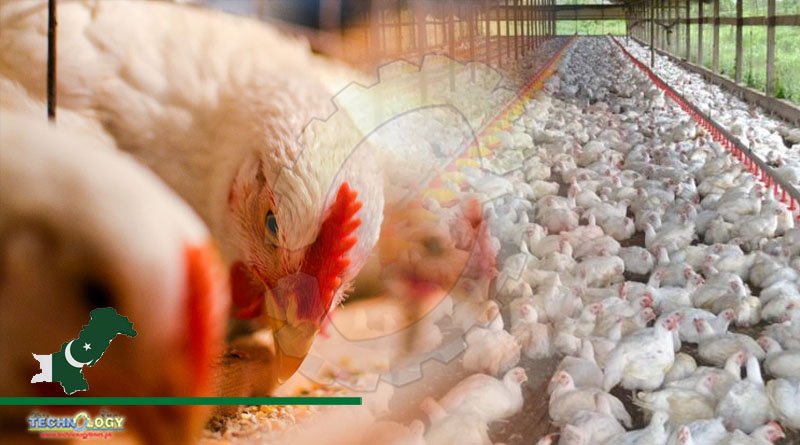 Poultry Industry Of Pakistan, Facing An Imminent Feed Crisis