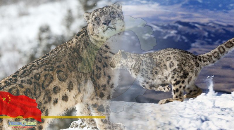 Project in Xizang gives vulnerable snow leopards a fighting chance