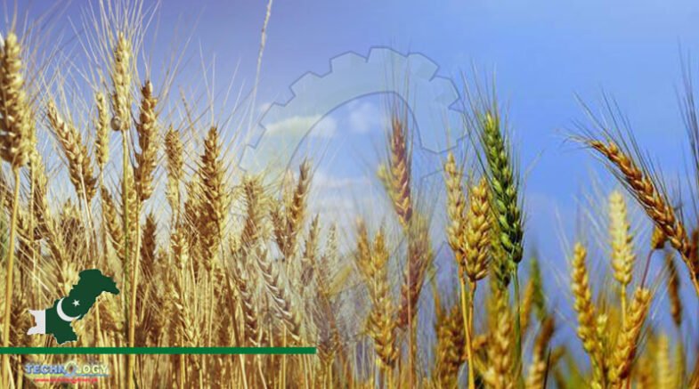 Punjab Govt Saved Rs55 billion In a Month via Effective Wheat Strategy