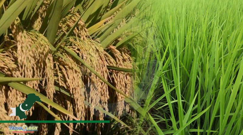 Sino-Pak Cooperation To Develop Honglian Hybrid Rice Varieties
