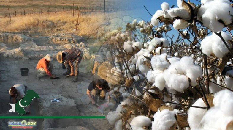 Traces of Cotton In Israel Believes To Originate from Indus Valley