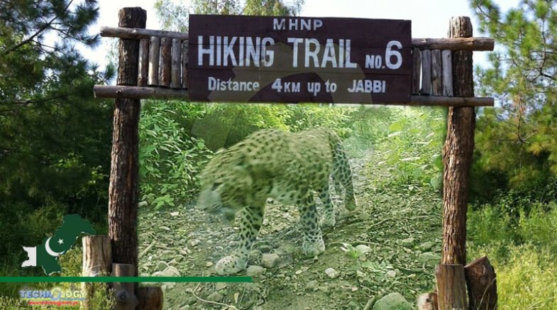 Trail-6 Allocated As Preservation Zone For Common Asian Leopards 
