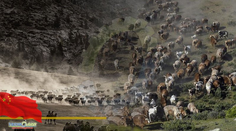 Xinjiang Altay Livestock successfully migrates to winter pastures