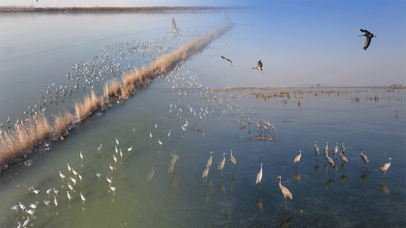 64000-Migratory-Birds-Sight-In-Chinas-Nature-Reserve.