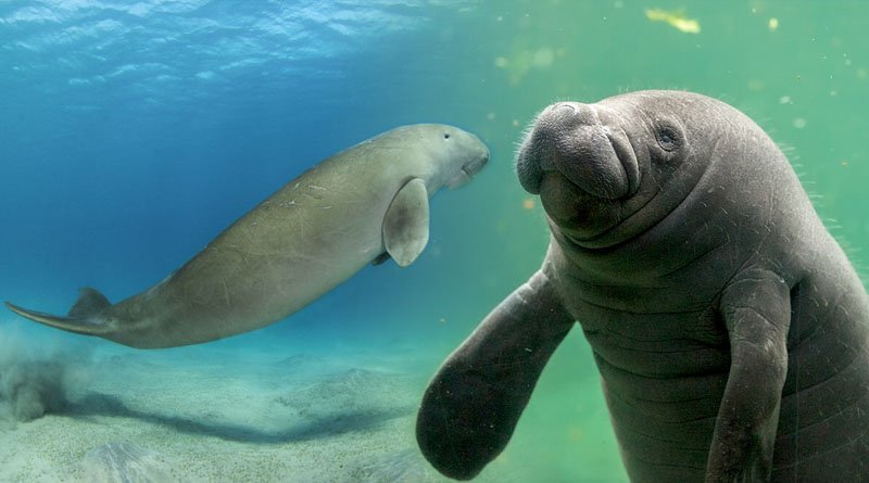 West African manatees, facing threats from human activities