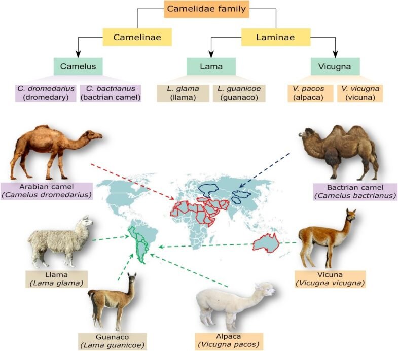 Figure 1. Camel classification 