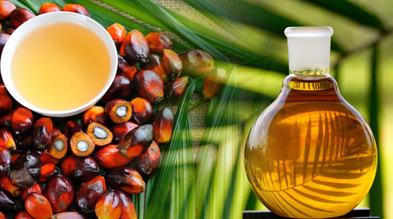 Malaysia Authorises Palm Tocotrienol To Improve Cognitive Function