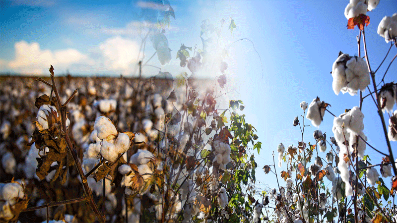 Need-To-Revitalize-Cotton-Breeding-Programs-PK