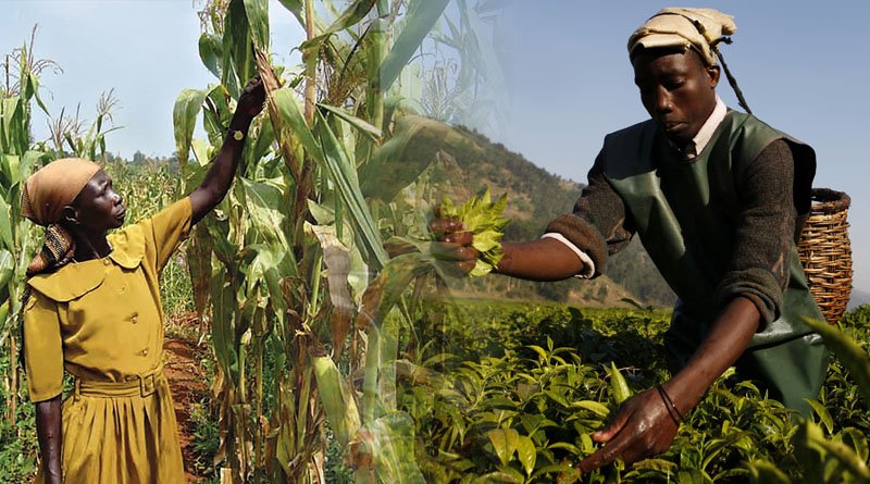 Needs Of Agritech To Increase African Agricultural Productivity