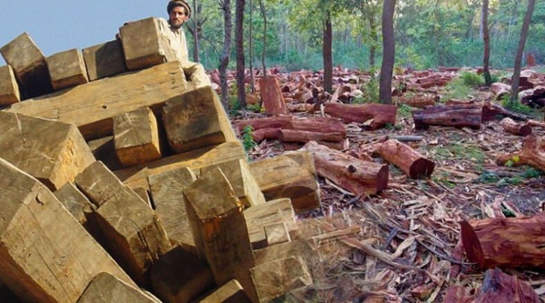 Deforestation In Pakistan Adversely Impacts Agriculture Yield