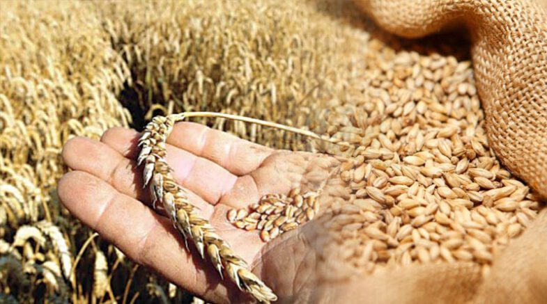 Zinc Wheat Possess Potential To Improve Pakistan's Food Security