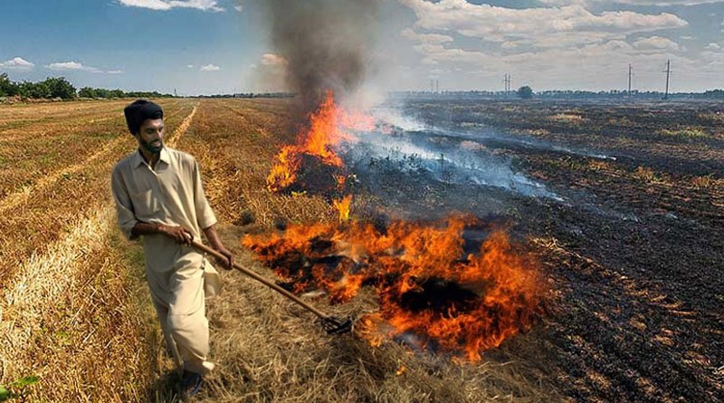 Burning of rice stubble is a serious threat to the environment