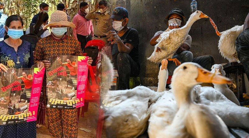 Cambodian Authorities Reports Two Cases Of Avian Flu
