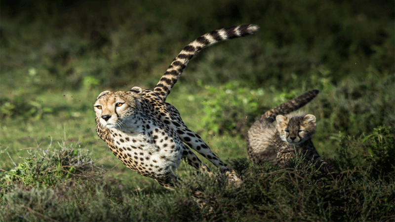 Conservationists Opposing India’s Plan To Import African Cheetahs 