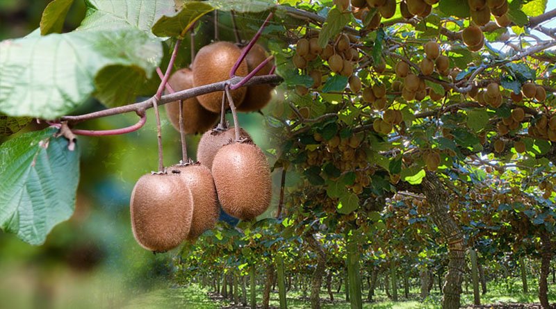 Kiwi Plant Possess Potential To Help Farmers Escaping Poverty