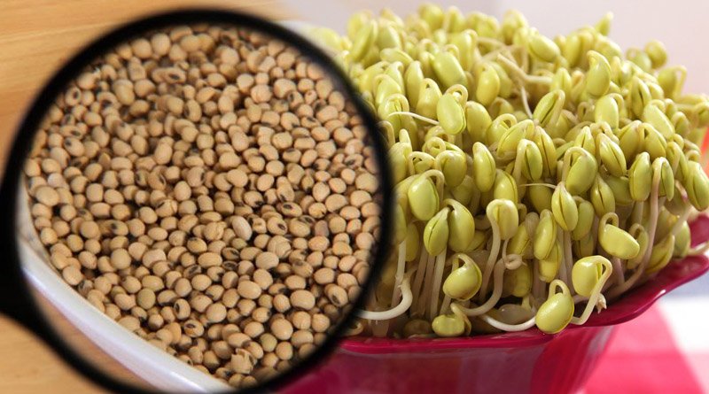 Soybean Also Known As Soja Bean: Excellent Source Of Fibre