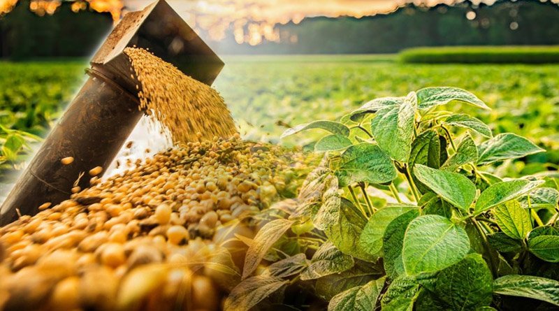 Economics Of Soybean Production, Utilization And Marketing