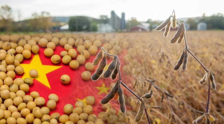From China to the World: The Fascinating Journey of Wild Soybeans