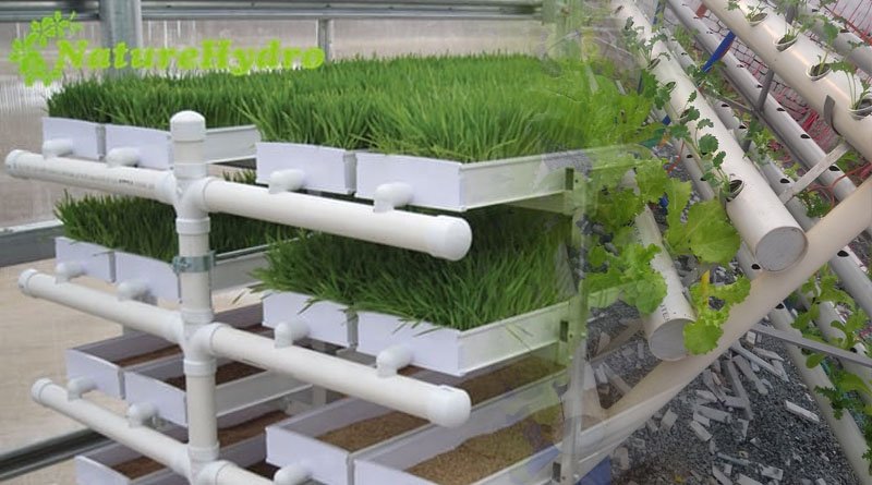 Hydroponics Technique Essential To Address Food Security