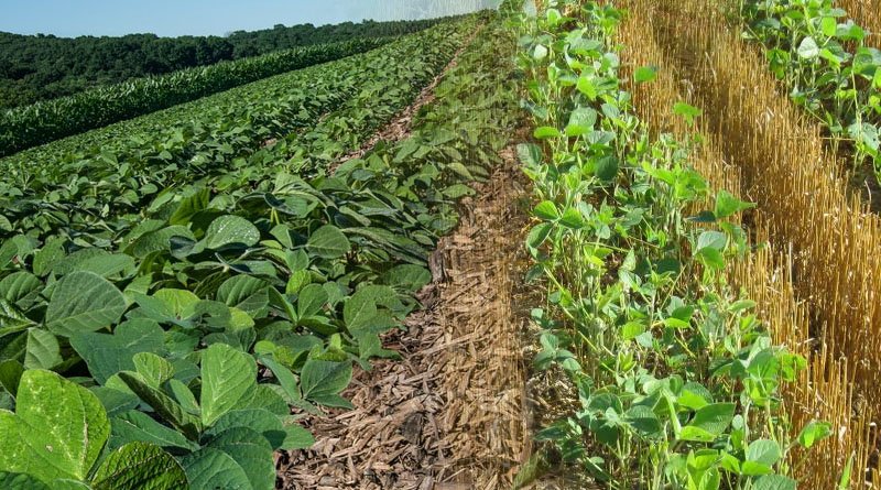 Intercropping Soybean With Cover Crops