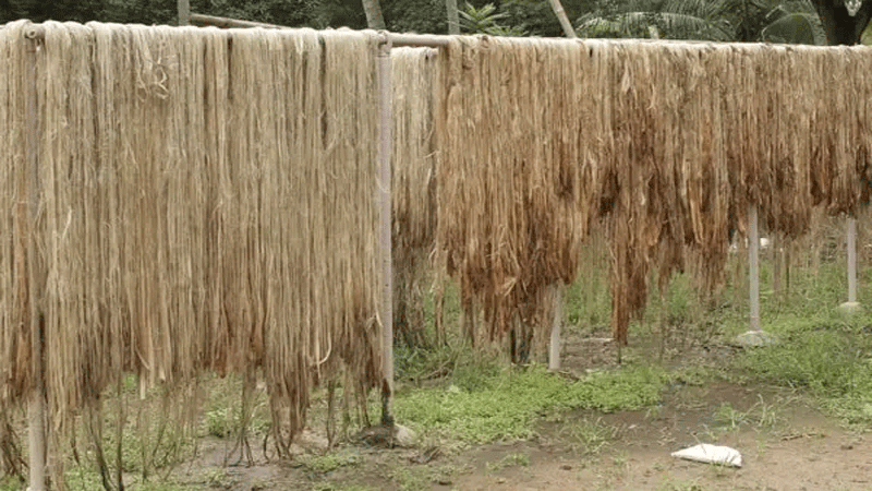 Jute-Fibres-In-Pakistan-Are-With-Multifunctional-Benefits