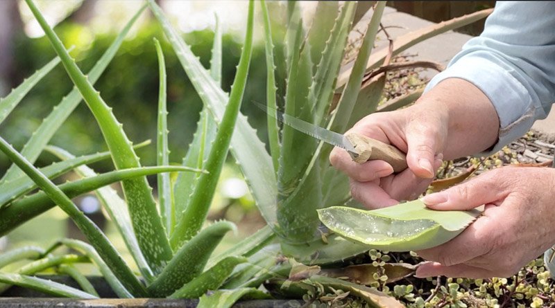 Medicinal Importance Of Succulent Aloe Vera Plant