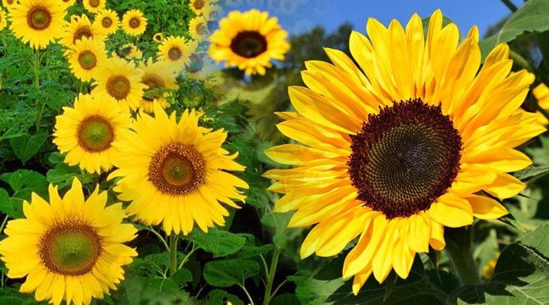 Nature’s Remedy: Uncovering Medicinal Properties Of Sunflower