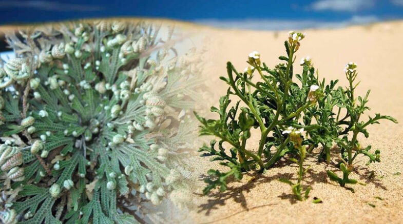 Network Of Genes Gives Resurrection Plants A Power To Survive Drought
