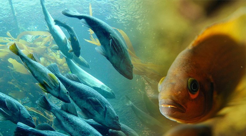 Oxytocin Hormone Regulates Ability Of Fish To Sense Another’s Fear