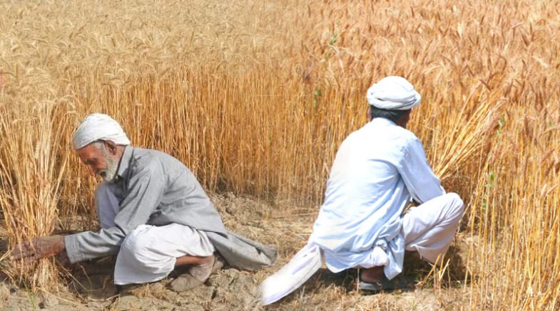 Pakistan's Wheat Production Target To Exceed By 1.7M Tons