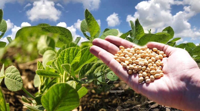 Pearl Of Nutrition Soybean's Breeding Purposes And Problems In Pakistan.jpg