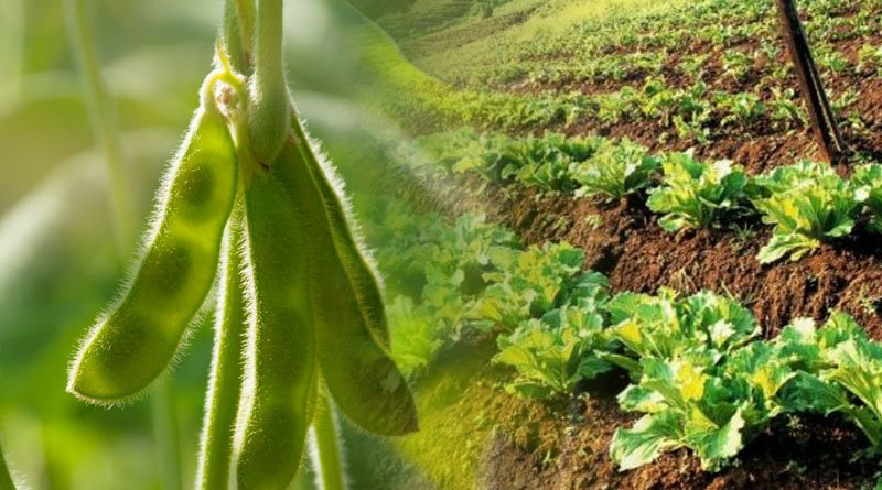 Potential Of Soybean For Sustainable Agriculture