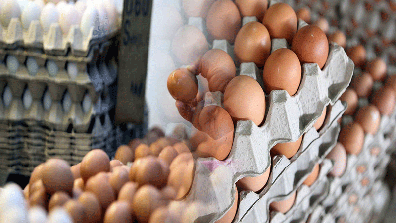 RM1.69B-Worth-Of-Subsidies-For-Egg-Producers-Approve-Minister.