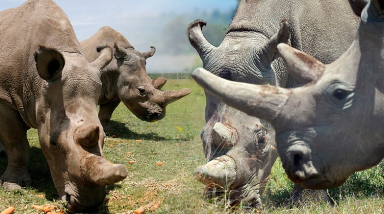 Scientists Hope To Save Last 2 Northern White Rhinos From Extinction