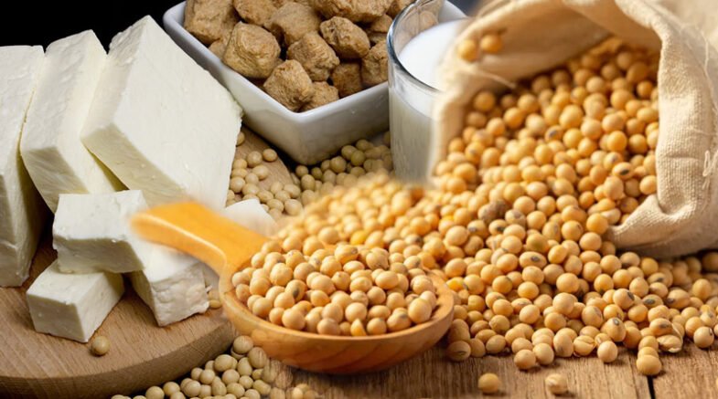 Soya Bean A Valuable Source Of Protein For Humans
