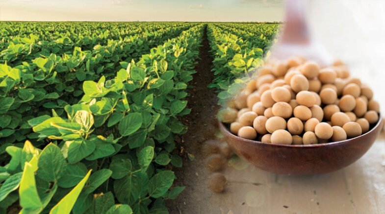 The Health Benefits Of Soybeans