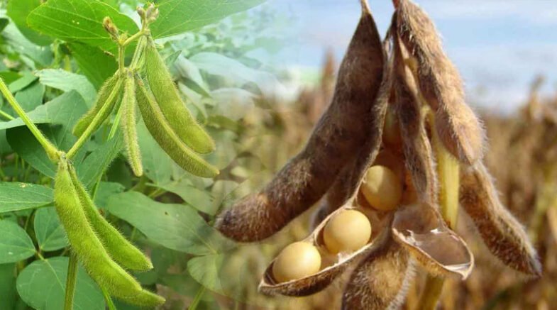 The Importance Of Soybean And Its Cultivation In Pakistan