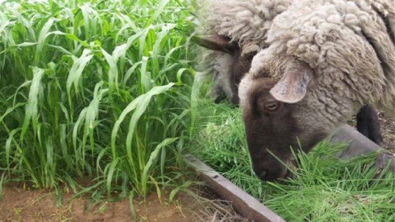 Green Fodder: Crucial For Livestock Growth