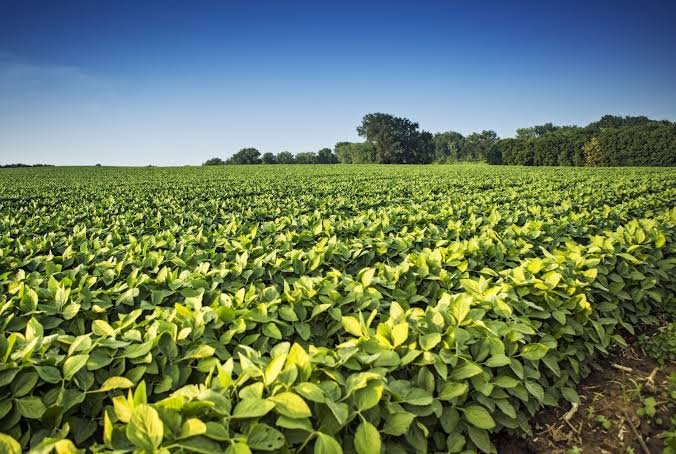 Soybean: An Important Crop for Future
