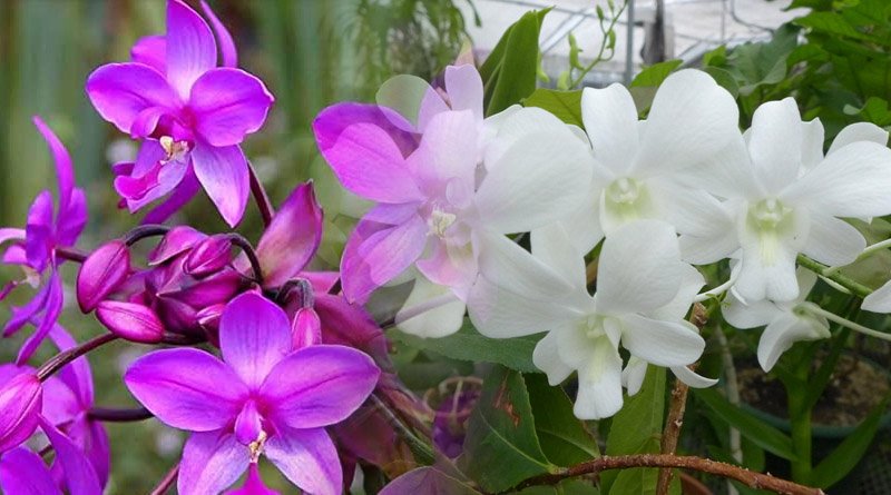 Characteristics of Orchidaceae Family