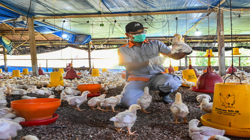 First H3N8 Bird Flu Death Reported In China: WHO