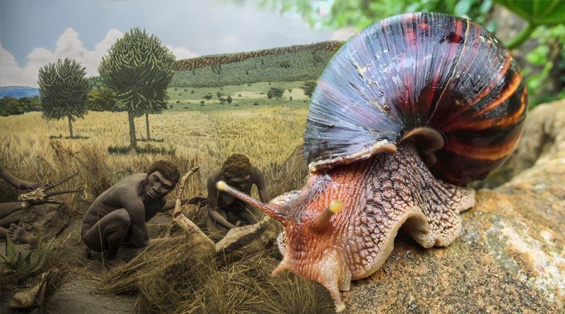 Homo Sapiens Eat Roasted Nutritious Land Snails 170,000 Years Ago