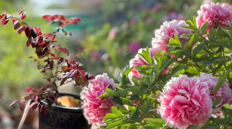 Chinese Ornamental Plants Benefit Pakistanis: Report